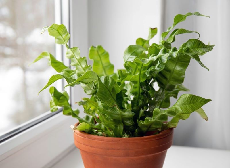 Asplenium nidus 'Crispy Wave' to ciekawa paproć, która stała się modna.