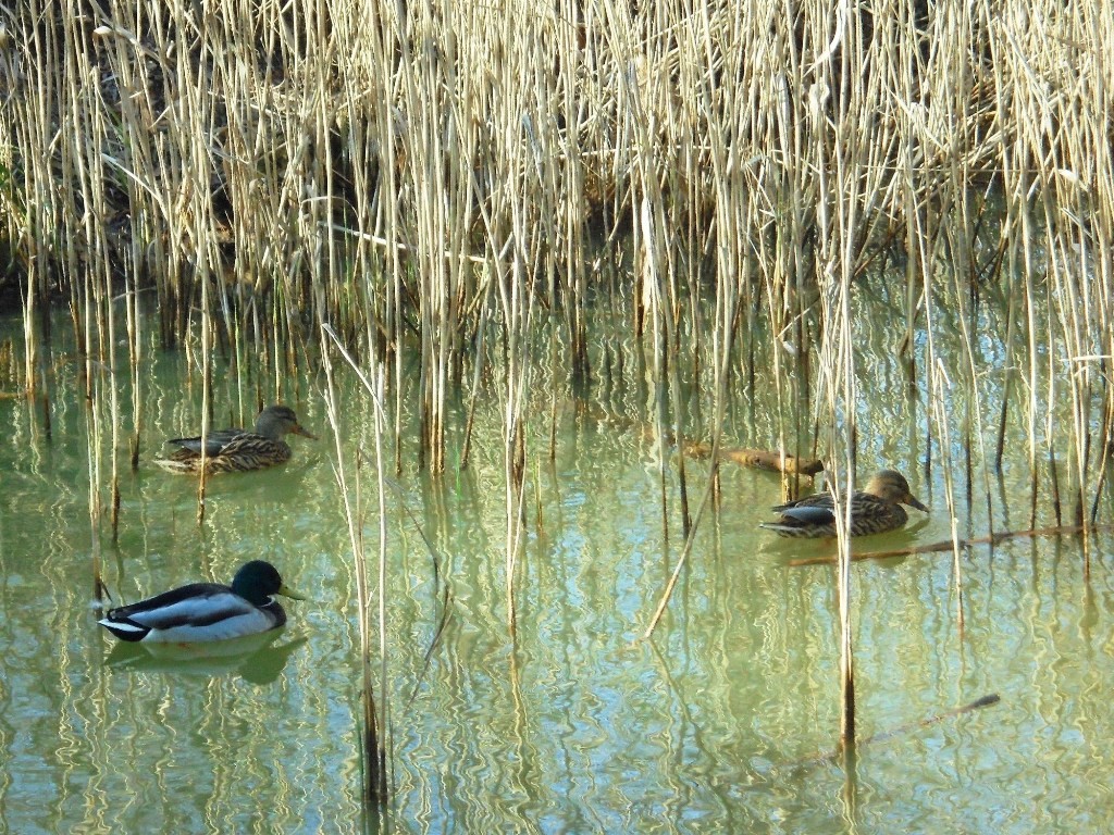 Pozostałe, LUTOWY  DZIEŃ  W  PARKU Mickiewicza - Park Mickiewicza