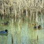 Pozostałe, LUTOWY  DZIEŃ  W  PARKU Mickiewicza - Park Mickiewicza