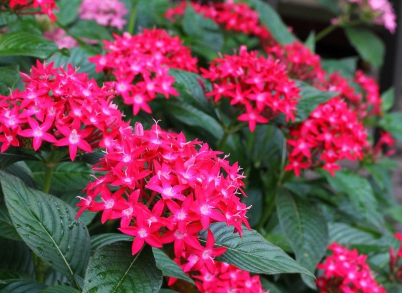 Piątak lancetowaty kwitnie od lata do przymrozków.