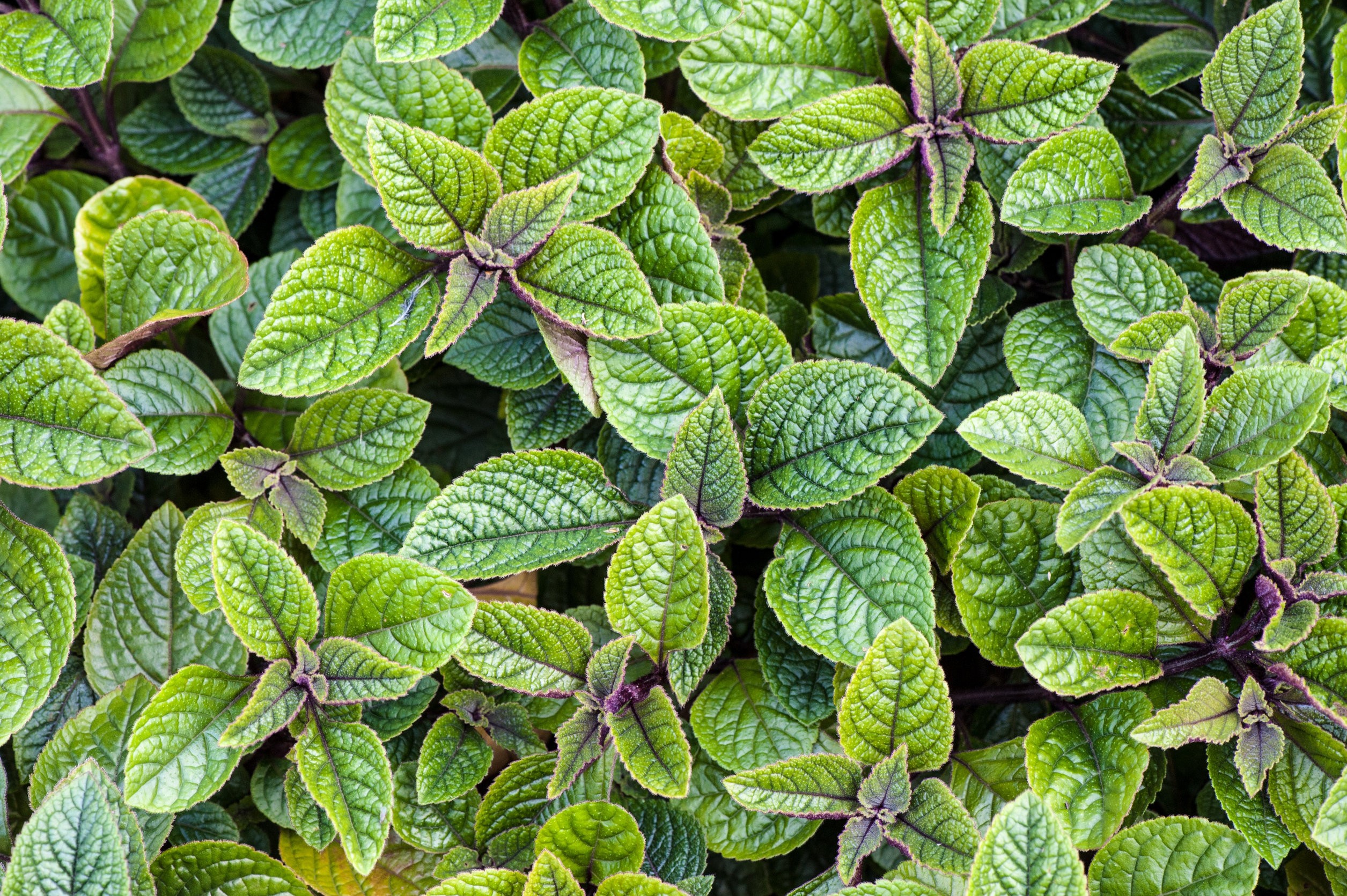 Forsteri Plectranthus