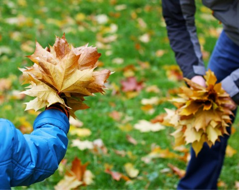 Czy liście w ogrodzie należy zbierać? To musisz wiedzieć