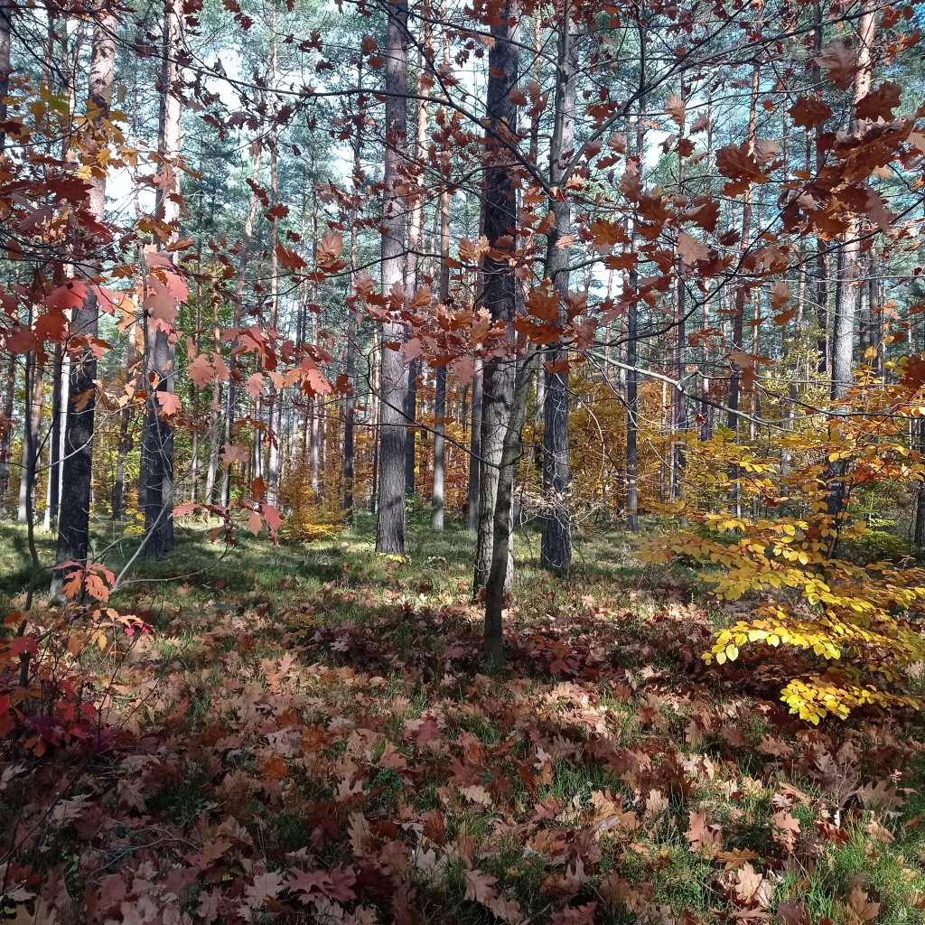 Leśne klimaty, Jesienny las