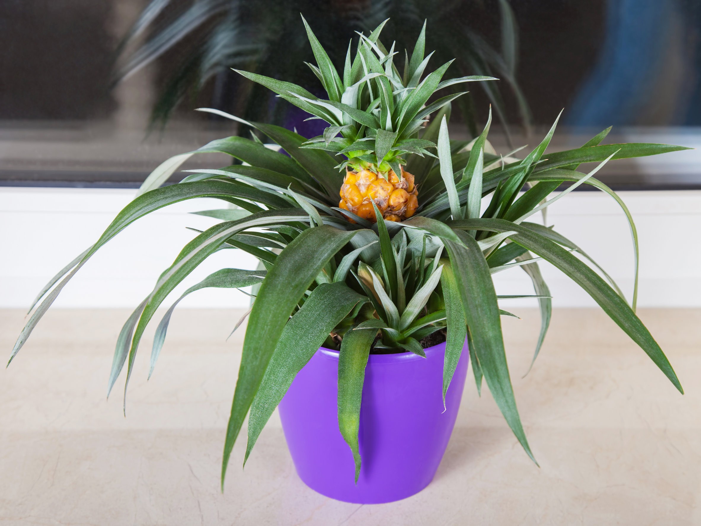 ananas w doniczce