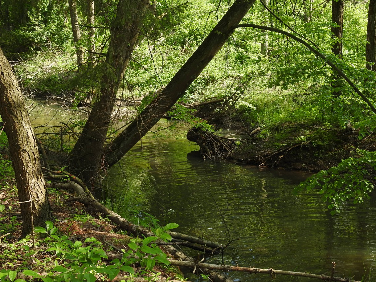 Leśne klimaty, Tak się w lesie dzień zaczyna...