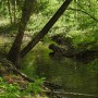 Leśne klimaty, Tak się w lesie dzień zaczyna...