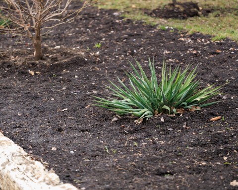 Rozsypuj w warzywniku, na trawniku i pod krzewami. To naturalny wspomagacz gleby