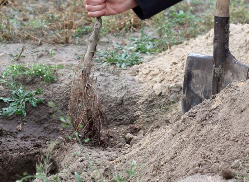 Termin sadzenia drzewek owocowych może zadecydować o tym, czy roślina się przyjmie.