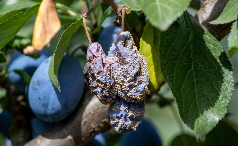 gnicie śliwek na drzewie