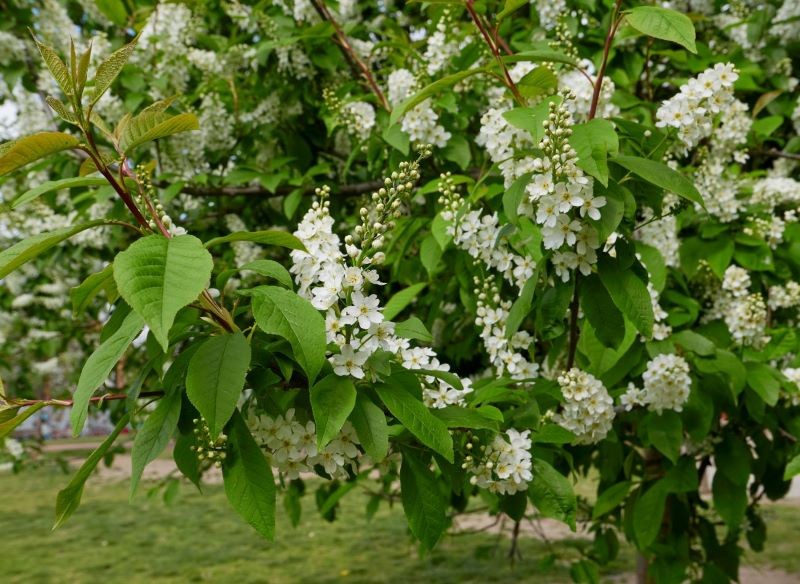 Aby pozbyć się kleszczy, możemy przygotować oprysk z czeremchy.