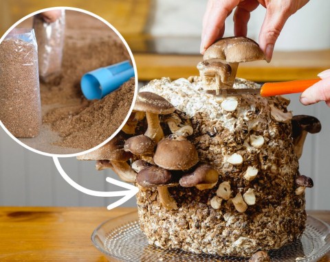 Uprawa grzybów w domu. Boczniaków i wzmacniających odporność shiitake będą pełne miski