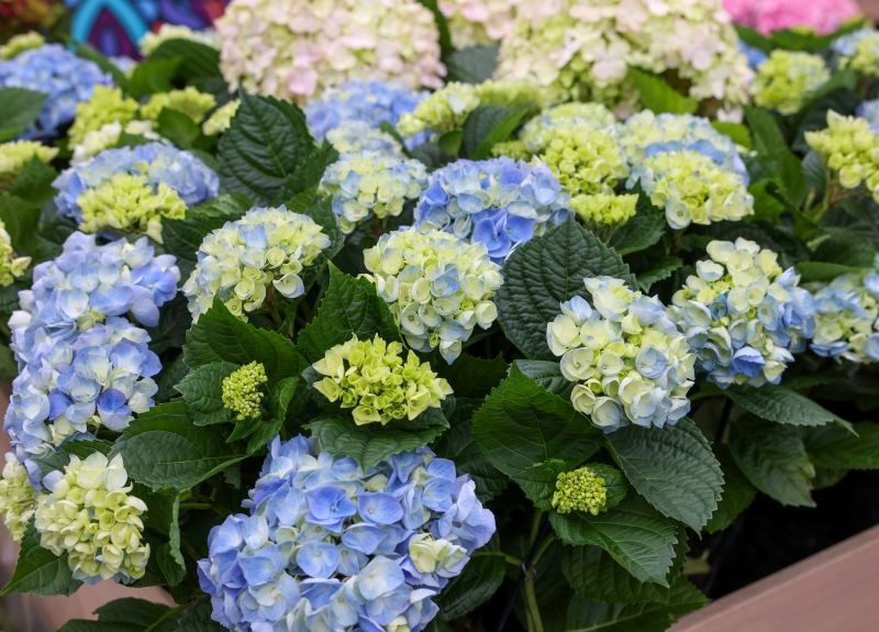 Co wrzucić do dołka przed posadzeniem hortensji?