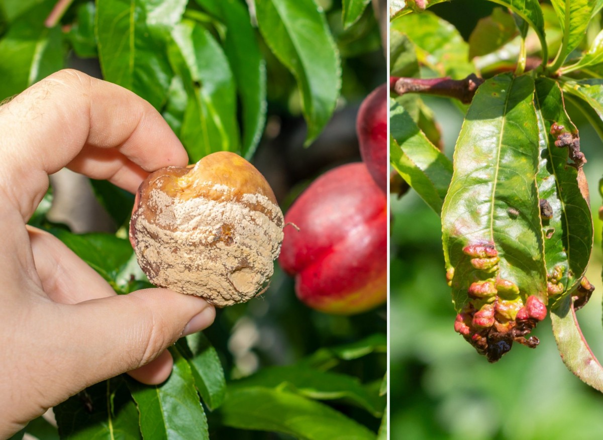 Kędzierzawość liści brzoskwini