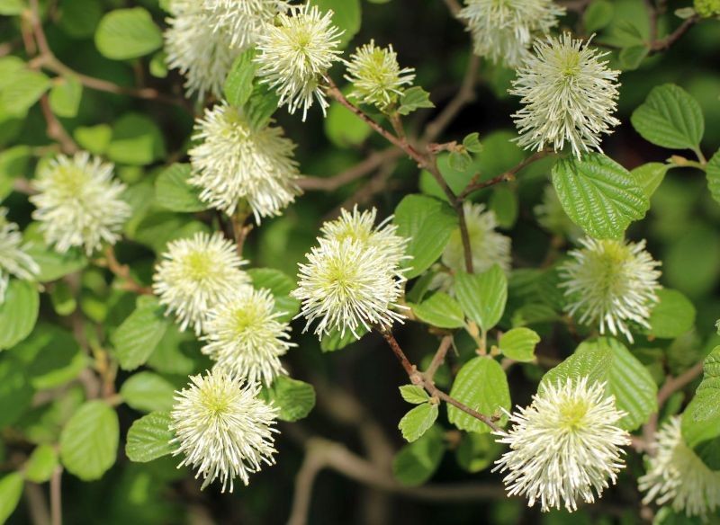 Fotergilla większa rzadko jest uprawiana w naszych ogrodach, a szkoda.
