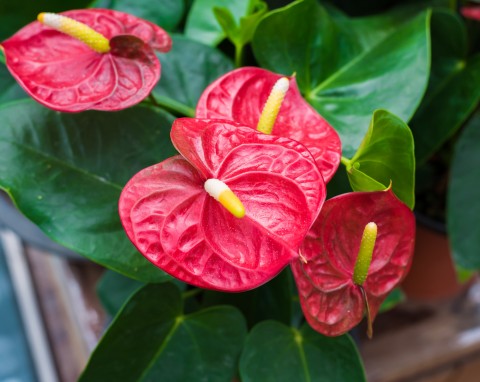 Bezbłędna odżywka na kwitnienie anturium. Pąki ukażą się nawet zimą