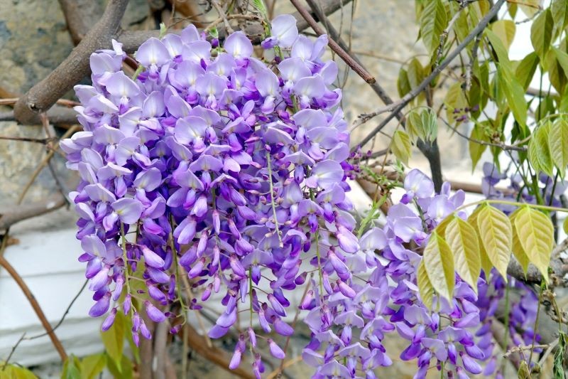 Wisteria do kwitnienia potrzebuje słońca i systematycznego nawożenia.