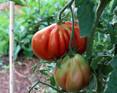 Zamiast wyrzucać, włóż pod korzeń podczas sadzenia pomidorów. Możesz liczyć na wielki plon