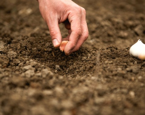 Uprawa czosnku z cebulek powietrznych. Zanim posadzisz, dobrze obtocz, każdy ząbek się przyjmie