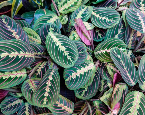 Maranta (Maranta leuconeura)