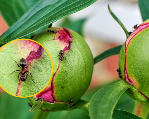 Te rośliny odstraszają mrówki. Warto uprawiać je na balkonie i w ogrodzie