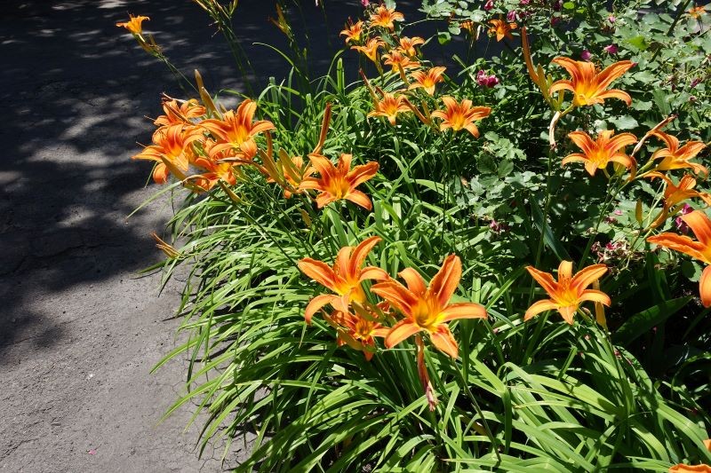 Liliowce to długowieczne byliny, których nie może zabraknąć w ogrodzie.