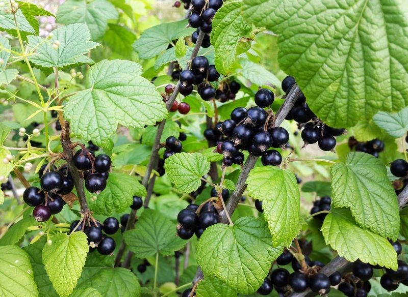 Posadzone jesienią porzeczki warto wyściółkować.