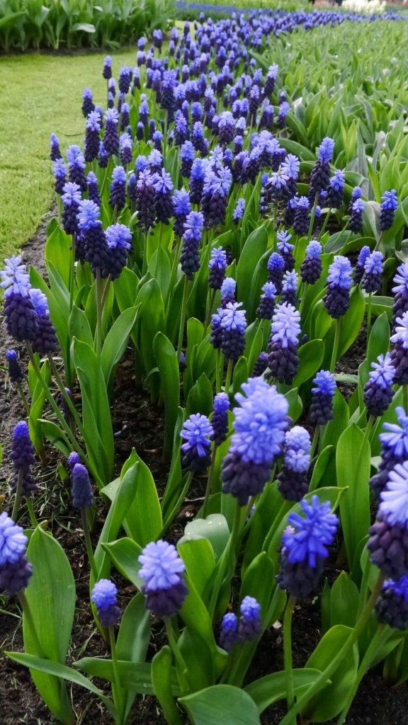 Pozostałe, Keukenhof