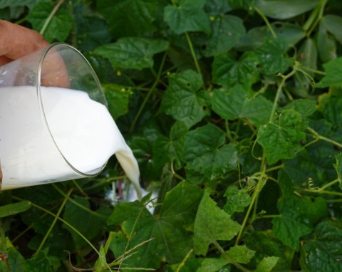 Cała prawda o stosowaniu mleka w ogrodzie. Czy oprysk z mleka nadaje się do wszystkich roślin?