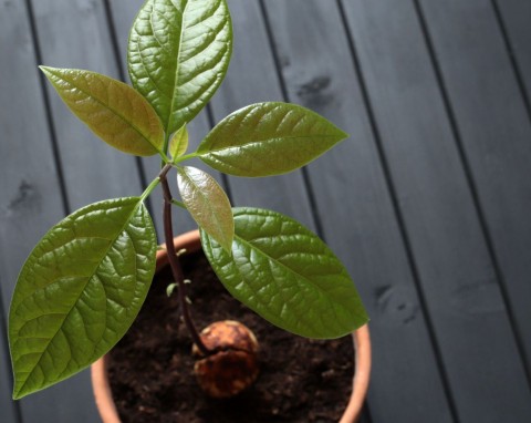 Jak szybko wyhodować awokado z pestki? Sztuczka ogrodnika sprawia, że prędko kiełkuje