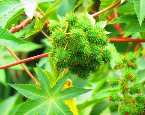 Rącznik pospolity (Ricinus communis)