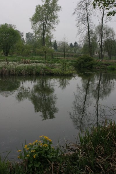 Ogród, ULOTNE PIĘKNO KWIATÓW - WIOSENNYCH - wczesna wiosna nad  moim stawem