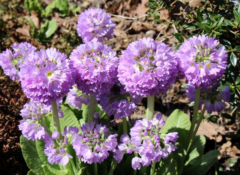 gdzie sadzić pierwiosnka ząbkowanego