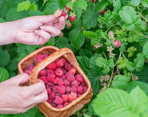 Najlepsze wiosenne nawozy do malin. Obficie obrodzą dużymi i soczystymi owocami