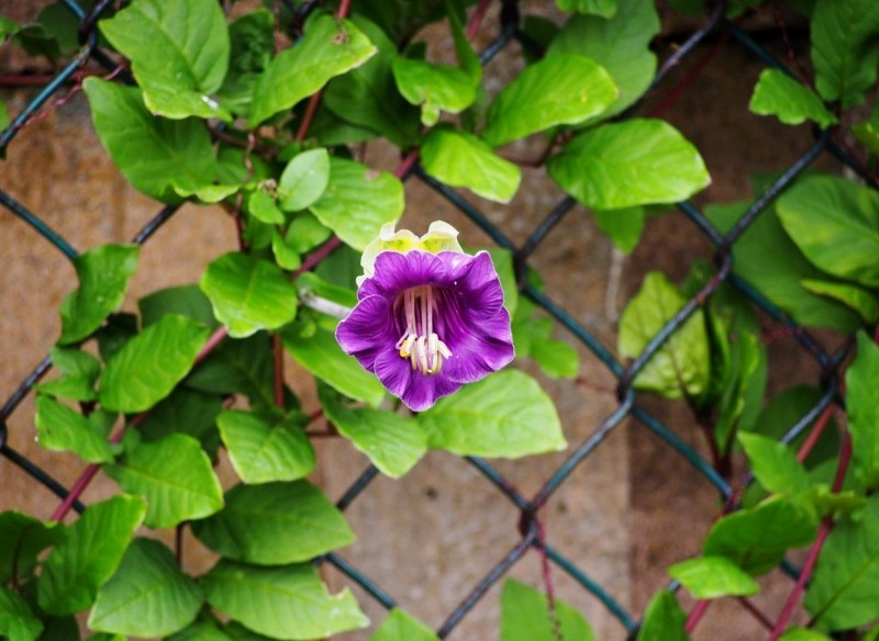 rośliny które osłonią balkon