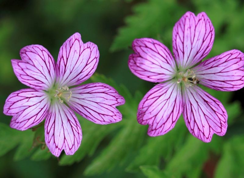 Żyłkowane kwiaty iglicy zmiennej przyciągają wzrok.