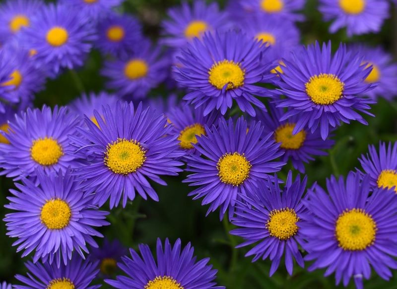 Aster alpejski jest świetnym wyborem na skalniak.