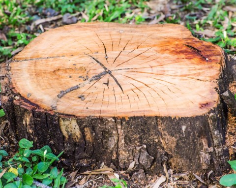 Jak bez wysiłku usunąć pień po ściętym drzewie? Tania i skuteczna metoda