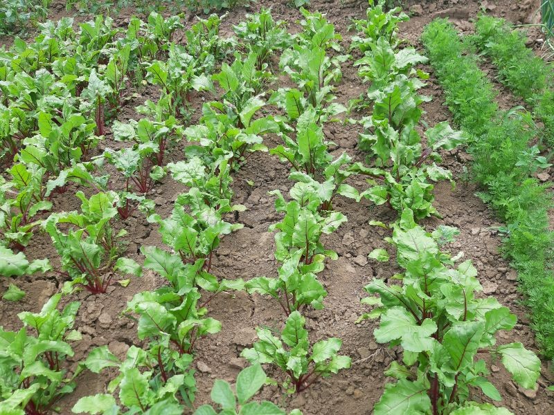 Gleba w warzywniku może wymagać wapnowania.