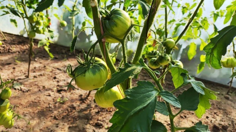 Zaraza ziemniaczana sieje spustoszenie w uprawie pomidorów, dlatego trzeba jej przeciwdziałać.