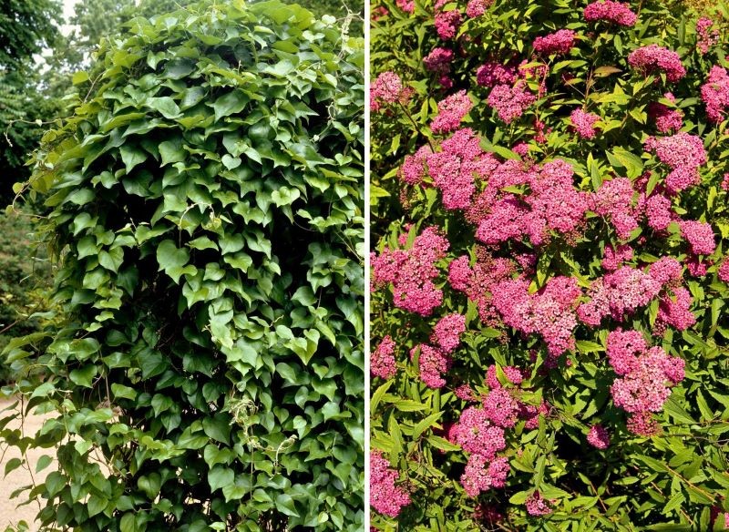 mróz rośliny odporne