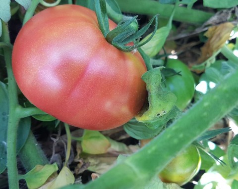 Sadzenie pomidorów na leżąco. Korzenie będą rozbudowane, a roślina silniejsza