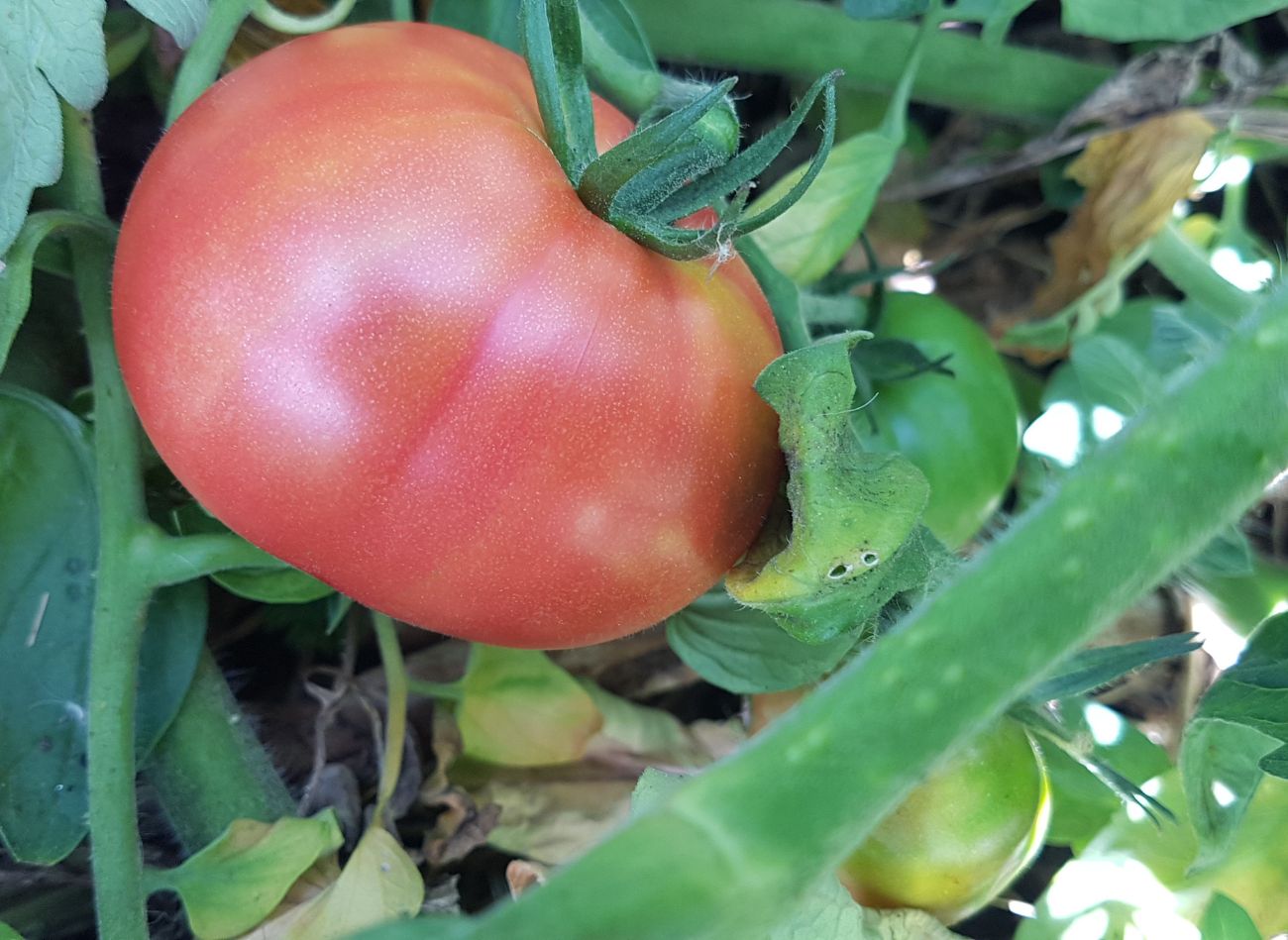  Leżące pomidory hitem wśród ogrodników. Zapewniają obfite i smaczne plony