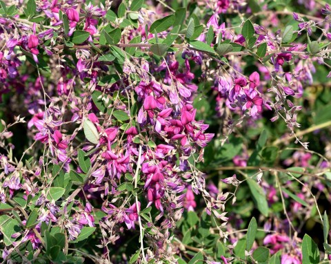 Co roku się zagęszcza i ma więcej groniastych kwiatów. Lespedesa Thunbergha – odmiany, sadzenie i pielęgnacja