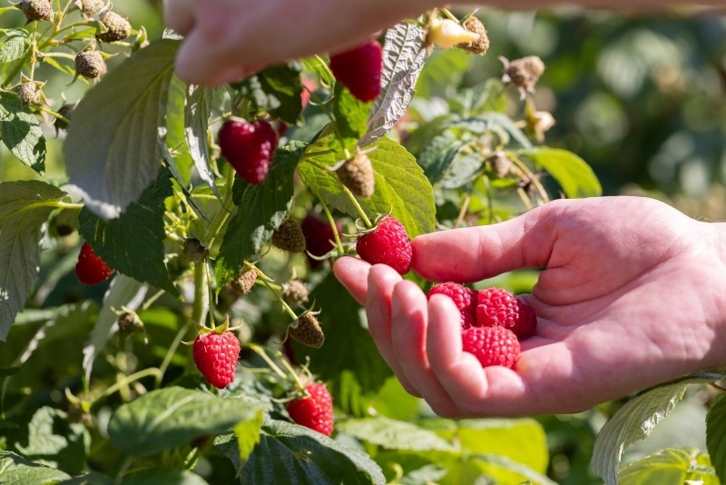 odżywka z grochu na owocowanie malin