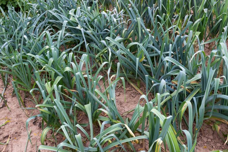 Por Baca rzadko zapada na rdzę, niebezpieczną chorobę tych warzyw.