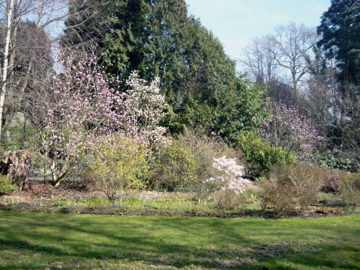 Oranżeria, Oranżeria i jadalnia moich dzieci - tak kwitną magnolie:)