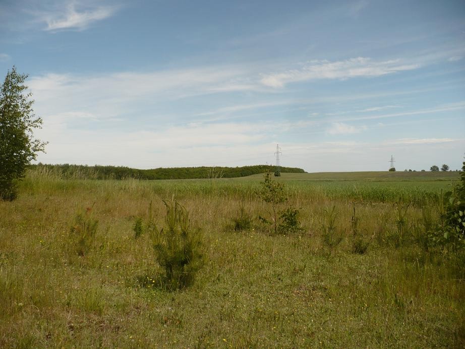 Pozostałe, Czerwcowe klimaty ......... - ..........i widok na pola............