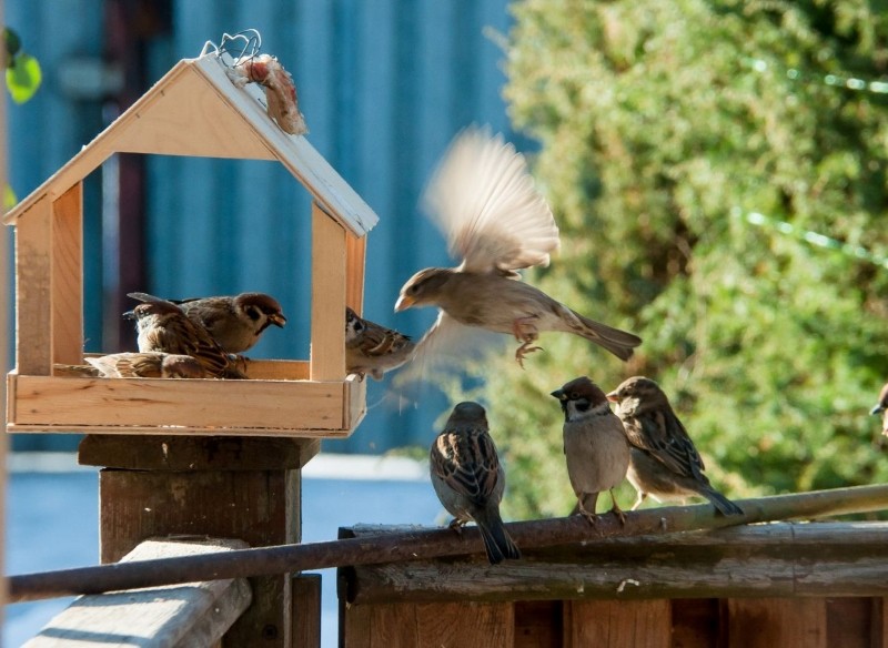 jak przygotować karmnik