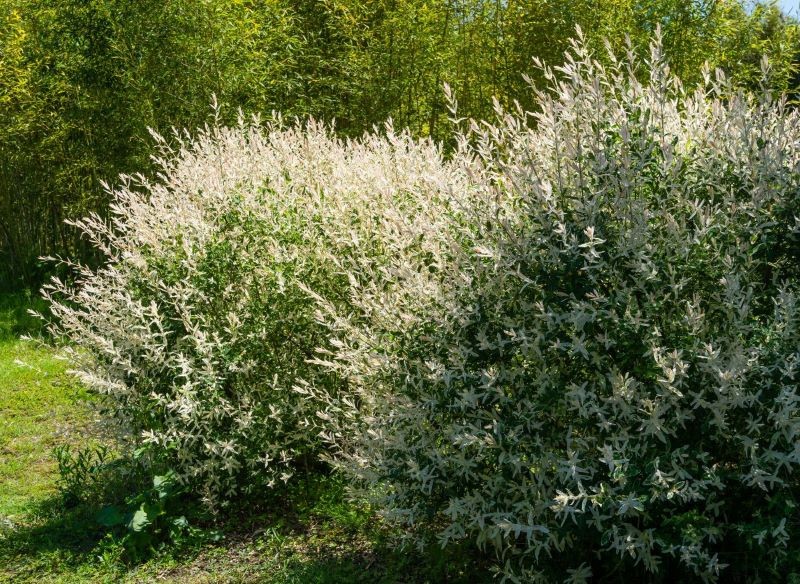 Wierzba japońska Hakuro Nishiki dodaje uroku zakątkom ogrodu.