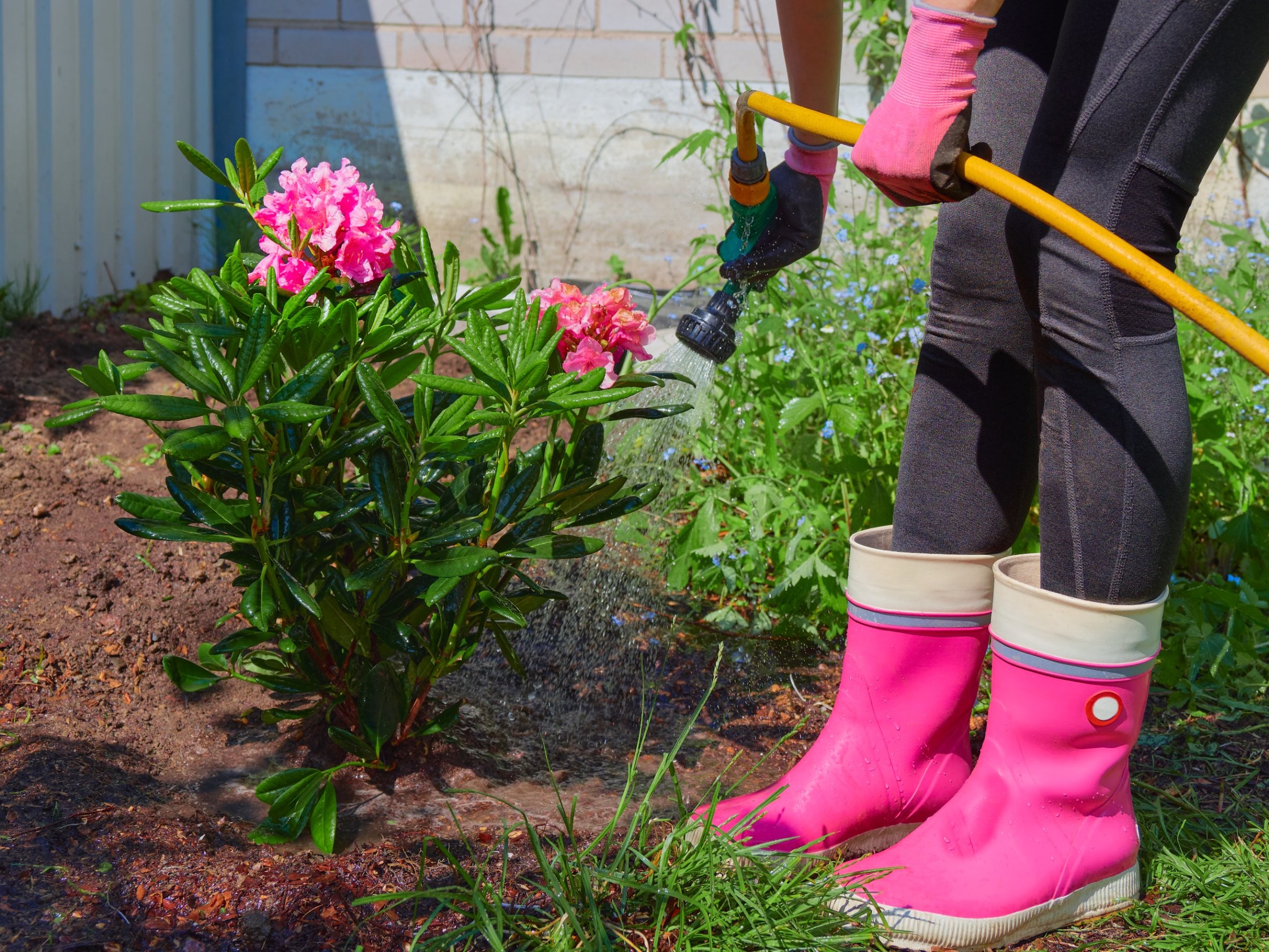 dlaczego rododendron zwija liście